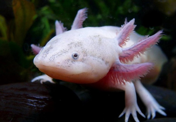 Giống Axolotl nổi tiếng với khả năng tái tạo các chi bị tổn thương. Điều này khiến chúng được các nhà khoa học quan tâm đặc biệt.
